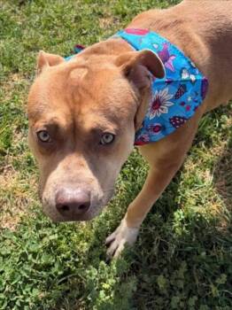 Pit Bull Terrier Dogs Available for Adoption - TONY | PetCurious