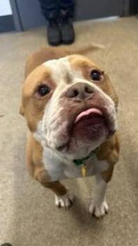 Bramley -  Pit Bull Terrier Dog for Adoption in Cleveland, Ohio - Bramley | PetCurious
