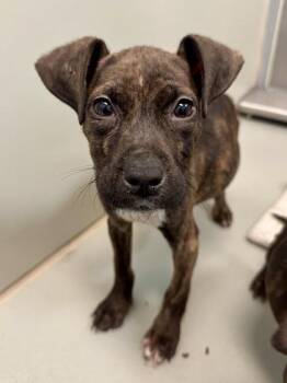 Mixed Breed Dogs Available for Adoption in Wichita, Kansas - Arbys | PetCurious