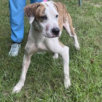 Danny -  Coonhound Dog for Adoption in Clanton, Alabama - Danny | PetCurious
