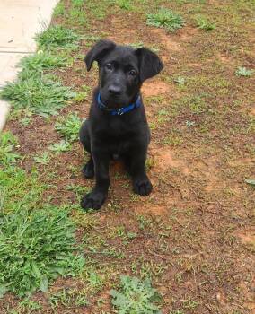 Labrador Retriever and German Shepherd Dog Dogs Available for Adoption in Denver, North Carolina - Jet | PetCurious