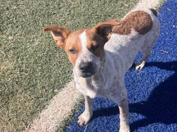 Rescue Australian Cattle Dog Blue Heeler Dogs for Adoption in Blanchard, Oklahoma - Maverick | PetCurious