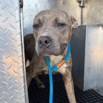 Pit Bull Terrier Dogs Available for Adoption in Birmingham, Alabama - Tina | PetCurious