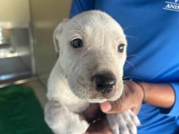 Pit Bull Terrier and Mixed Breed Dogs Available for Adoption - A379158 | PetCurious
