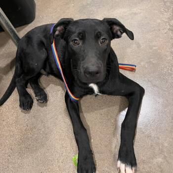 Noodle -  Black Labrador Retriever and Mixed Breed Dog for Adoption in Washburn, Missouri - Noodle | PetCurious