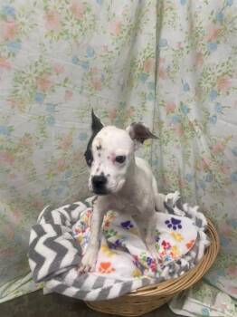 RIZA -  Boxer Dog for Adoption in Rosenberg, Texas - RIZA | PetCurious