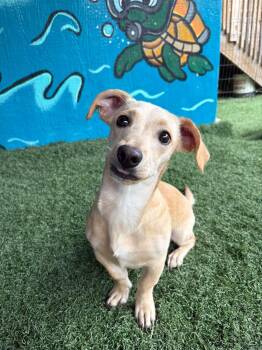 ROCKY -  Chiweenie Dog for Adoption in Vandergrift, Pennsylvania - ROCKY | PetCurious