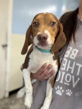 ATTICUS -  Mixed Breed and Beagle Dog for Adoption in Rochester, Indiana - ATTICUS | PetCurious
