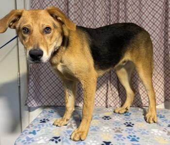 PATRICK -  Shepherd and Hound Dog for Adoption in Opelousas, Louisiana - PATRICK | PetCurious