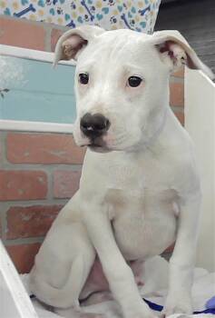 Staffordshire Bull Terrier and Mixed Breed Dogs Available for Adoption - KADEN | PetCurious