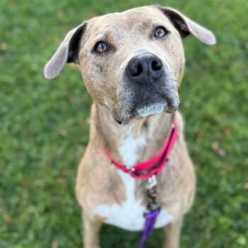 Rescue American Bulldog and Pit Bull Terrier Dogs for Adoption in South Elgin, Illinois - Bernie | PetCurious