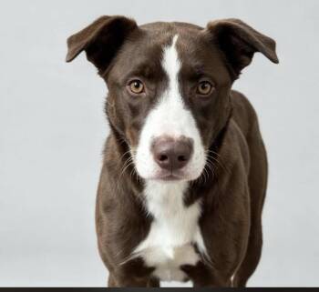 Duke -  Border Collie and Labrador Retriever Dog for Adoption in Estes Park, Colorado - Duke | PetCurious