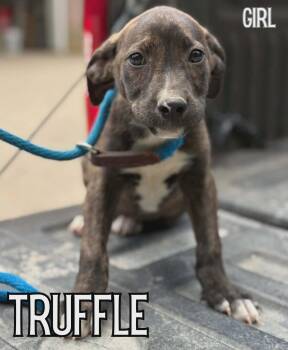 Labrador Retriever and American Bully Dogs Available for Adoption in Glocester, Rhode Island - Truffle | PetCurious