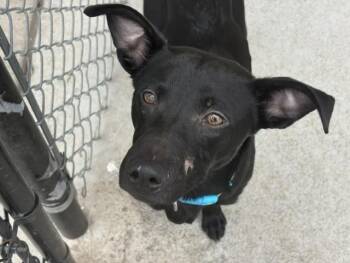 MIDNIGHT -  Rat Terrier and Mixed Breed Dog Available for Adoption in Tulsa, Oklahoma - MIDNIGHT | PetCurious