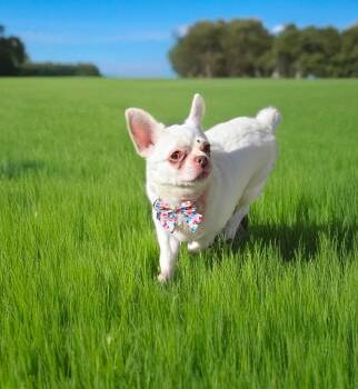 Rescue Chihuahua Dogs for Adoption in Hollywood, Florida - Chiara | PetCurious