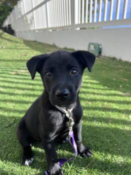 Black Labrador Retriever Dogs Available for Adoption in Carolina, Carolina -  Vivi - The Smartest Puppy Ever | PetCurious