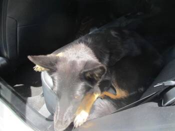 A383969 -  German Shepherd Dog Dog for Adoption in Ocala, Florida - A383969 | PetCurious