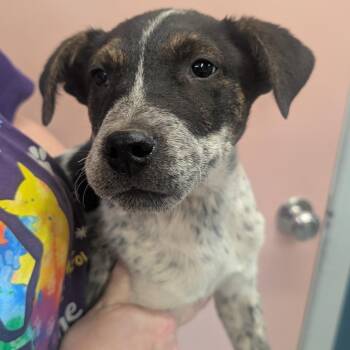 Mixed Breed Dogs Available for Adoption - 98 Degrees | PetCurious