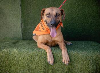 Rescue Rhodesian Ridgeback and Chocolate Labrador Retriever Dogs for Adoption in Portland, Oregon - Shakira | PetCurious