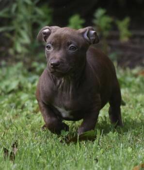 Flower -  Pit Bull Terrier and Chihuahua Dog for Adoption in Mechanicsburg, Pennsylvania - Flower | PetCurious