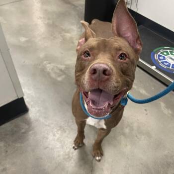 Terrier Dogs Available for Adoption - Bear | PetCurious