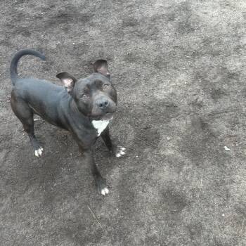 Mixed Breed Dogs Available for Adoption in Newark, New Jersey - Flik | PetCurious