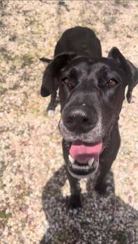 Great Dane Dogs Available for Adoption in Bullard, Texas - Ebony | PetCurious