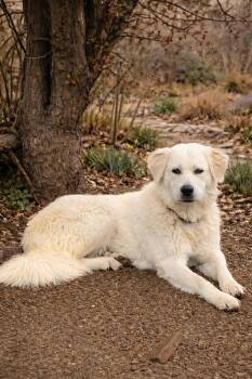Great Pyrenees Dogs Available for Adoption in Denver, Colorado - Daphne | PetCurious