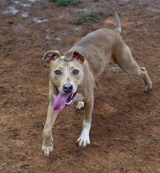MYA -  American Staffordshire Terrier Dog for Adoption in York, South Carolina - MYA | PetCurious