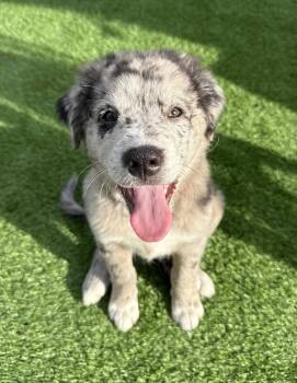 Mochi -  Labrador Retriever Dog for Adoption in West Palm Beach, Florida - Mochi | PetCurious