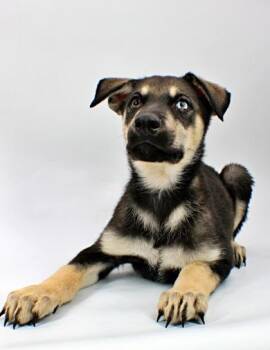 Moose -  Siberian Husky and Mixed Breed Dog Available for Adoption in Morton Grove, Illinois - Moose | PetCurious