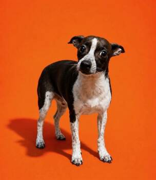 EEVEE -  Mixed Breed Dog for Adoption in Jacksonville, Florida - EEVEE | PetCurious