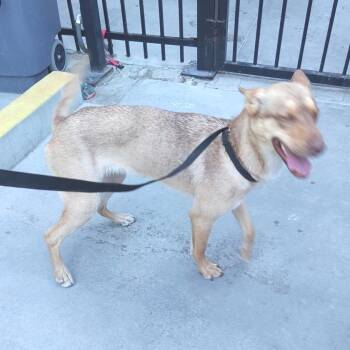 IVHS-Stray-140670 -  Husky and Weimaraner Dog for Adoption in San Gabriel, California - IVHS-Stray-140670 | PetCurious