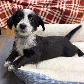 Jessica Day -  Miniature Poodle and Dachshund Dog for Adoption in Kerrville, Texas - Jessica Day | PetCurious