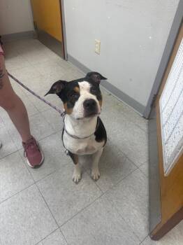 Aldean -  American Staffordshire Terrier Dog for Adoption in Sorrento, Louisiana - Aldean | PetCurious