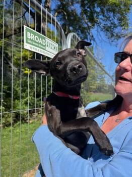 Lulu -  Mixed Breed and Black Labrador Retriever Dog for Adoption in New Boston, New Hampshire - Lulu | PetCurious