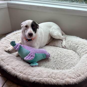 Delilah -  Mixed Breed Dog for Adoption in Edmonton, Alberta - Delilah | PetCurious