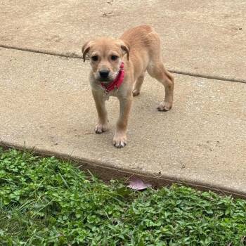 Charlotte -  Terrier and Mixed Breed Dog for Adoption in Jarrettsville, Maryland - Charlotte | PetCurious