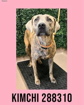 Mixed Breed Dogs Available for Adoption in Macon, Georgia - KIMCHI | PetCurious