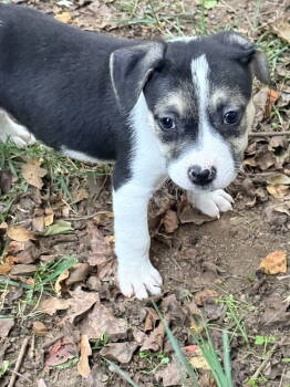 Rescue American Staffordshire Terrier Dogs for Adoption in Holly Springs, North Carolina - Captain - Betty Boop Litter | PetCurious