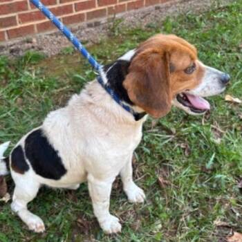 Reggie -  Beagle and Mixed Breed Dog for Adoption in Chester, Maryland - Reggie | PetCurious