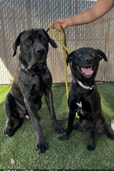 Sven -  Mastiff Dog for Adoption in Glendale, Arizona - Sven | PetCurious