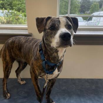 Aloka -  Pit Bull Terrier and Mixed Breed Dog for Adoption in Lynchburg, Virginia - Aloka | PetCurious