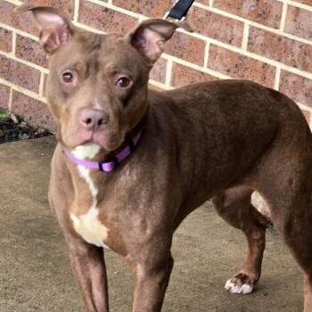 Phoebe -  Pit Bull Terrier Dog for Adoption in Waterloo, Iowa - Phoebe | PetCurious