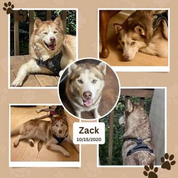 Husky Dogs Available for Adoption - Zack - (NJ) Zen Master | PetCurious