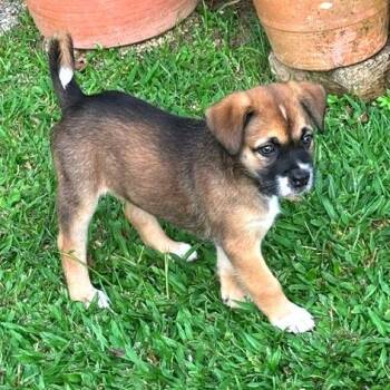 Bruno -  Mixed Breed Dog for Adoption in Guaynabo, Guaynabo - Bruno | PetCurious