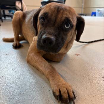 Mixed Breed Dogs Available for Adoption in Huntington, West Virginia - Brenn | PetCurious