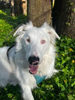 Rescue Border Collie and Mixed Breed Dogs for Adoption in Chicago, Illinois - Pippin | PetCurious