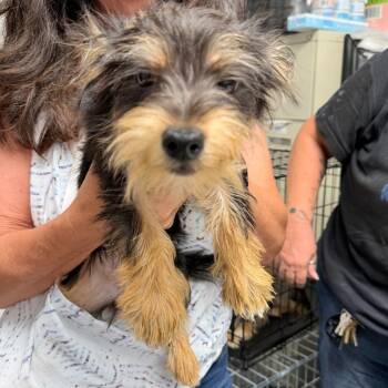 Pretzel -  Yorkshire Terrier Dog for Adoption in Trenton, New Jersey - Pretzel | PetCurious