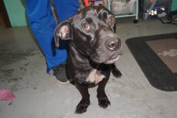 Rescue Dachshund and Pit Bull Terrier Dogs for Adoption in Ocala, Florida - DOZER | PetCurious